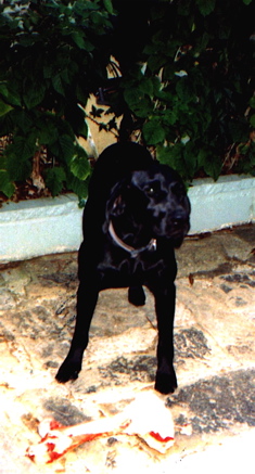 Top Dog